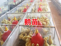 云南省肉鵝加工_云南有鵝肉加工廠嗎=云南大理肉鵝養殖合作社圖2