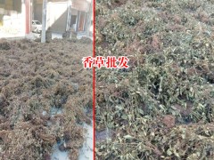 廣西靈香草_靈香草價格_云南香草靈圖2