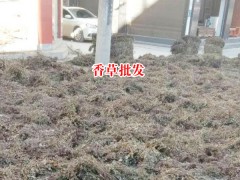 廣西靈香草_靈香草價格_云南香草靈圖3