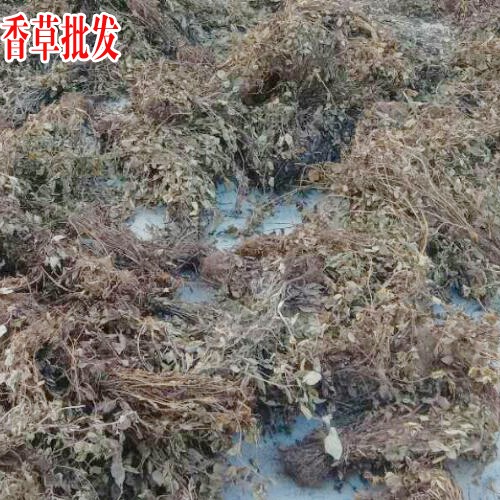 云南靈香草_靈香草的價格_靈香草香料