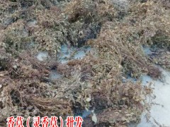 云南靈香草_靈香草的價格_靈香草香料圖2