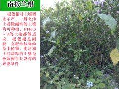 板藍根道地藥材_板藍根沖劑功效圖2