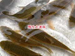 花魚又叫什么魚_花魚對傷口有什么作用圖2