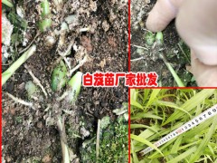 昆明市呈貢區三叉白芨種苗0.76/棵圖2