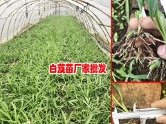 昆明市呈貢區三叉白芨種苗0.76/棵圖3