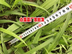 昆明市呈貢區三叉白芨種苗0.76/棵圖1