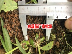 白芨種植條件需要滿足以下幾個條件圖2