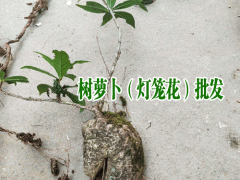 樹蘿卜_云南樹蘿卜什么時候開花圖3