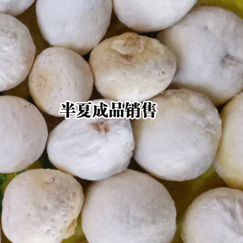 半夏的收獲(上市)在什么時候？