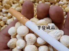 半夏的收獲(上市)在什么時候？圖2