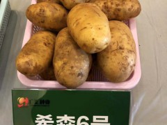 馬鈴薯種薯繁育示范基地2000畝——馬鈴薯優(yōu)質(zhì)種業(yè)基地圖3