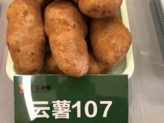 被譽(yù)為“薯中精品_奇彩土豆圖2