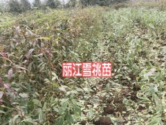 哪些地方適合種植麗江雪桃樹(苗)圖3