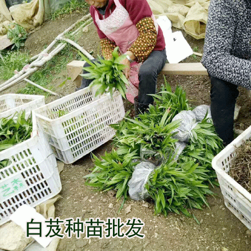 適合區域廣東,廣西,云南,四川白芨苗多少錢一株?