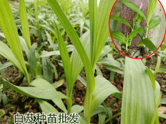 白芨要怎么種植_白芨種苗批發市場云南百花中藥材種植有限公司圖3