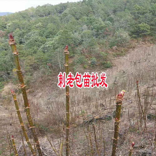 云南產地刺老包苗_刺老包樹苗種植怎么樣