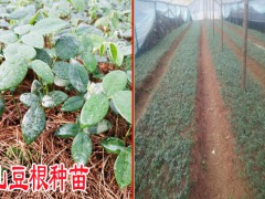 山豆根種苗批發銷售/ 文山山豆根繁育基地圖2