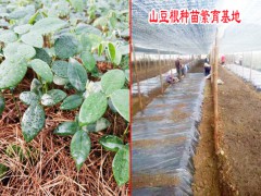 山豆根種苗批發銷售/ 文山山豆根繁育基地圖3