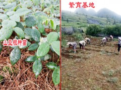 云南山豆根苗價格_云南山豆根苗木_云南山豆根苗種子圖2