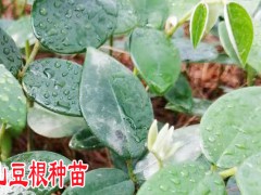 山豆根種植農戶_山豆根種子育苗技術圖2