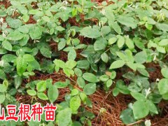 山豆根種植農戶_山豆根種子育苗技術圖3