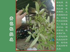 青花椒每畝收入在多少?_青花椒價格免費咨詢圖2