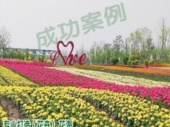 免費(fèi)設(shè)計(jì) 方案花海_花海中種植哪些花好圖3