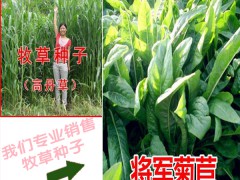 紫花苜蓿種子處理方法_牧草種子批發銷售圖2