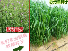 紫花苜蓿種子處理方法_牧草種子批發銷售圖3