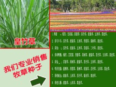 種植兩畝墨西哥玉米草可以養殖羊100只左右圖3