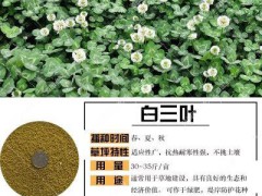 狗牙根_狗牙根種植技術(shù)圖2