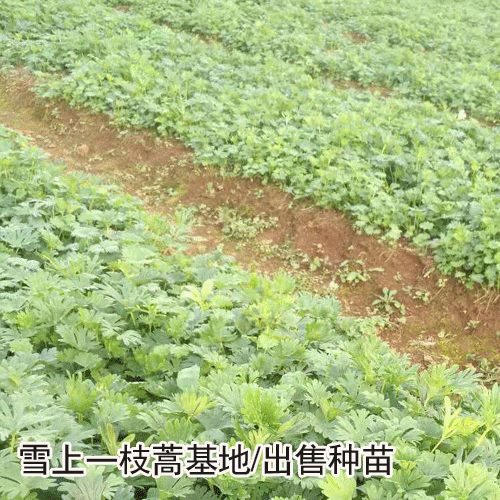 雪上一枝蒿藥多少錢斤_種苗價格如何