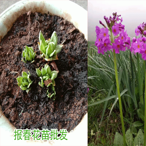 迎春花與報春花如何區分