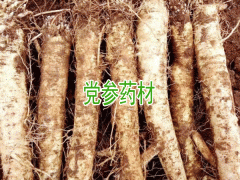 黨參種子什么時(shí)間播佳_黨參種植技術(shù)資料圖2