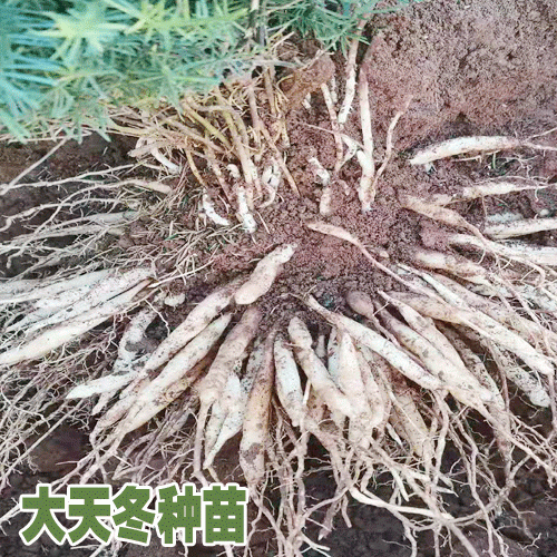 天冬種苗移栽定植方法