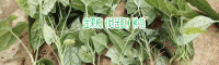 地苦膽功效_金果攬苗_九龍膽種植技術