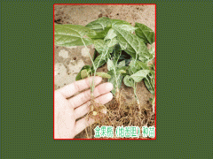 地苦膽(又叫金果攬)種苗，白芨種苗，黃精種苗圖3