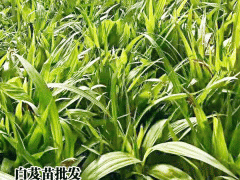 白芨種苗_白芨苗多少錢一株?圖3