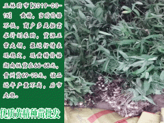 懷化哪里有黃精苗買_黃精苗怎么種植圖3