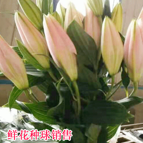 百合種植幾天可以出芽