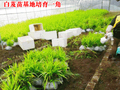 優質白芨種苗_貴州在什么季節種植圖3