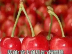 種植櫻桃如何合作管理,櫻桃種植技術圖2