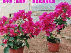 云南三角梅小苗批發_昆明三角梅花期-芊蕁三角梅基地圖3