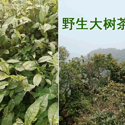 大樹茶苗_大樹茶一般分布在哪些地方?