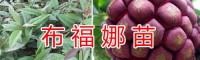 文山蘋果苗批發價格信息-香脆黃李苗/云南水果馴化苗