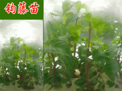 鉤藤苗圖片_四種鉤藤種植培育方法?圖3