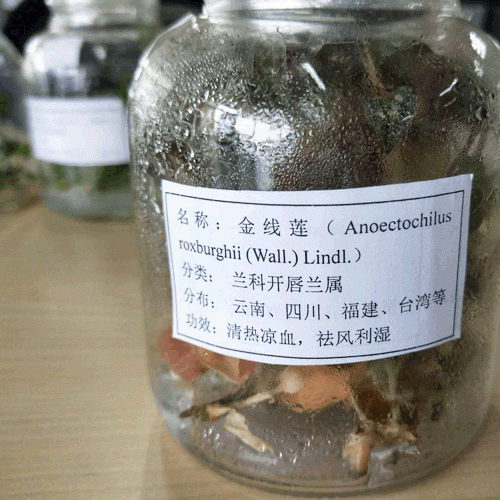 云南金線蓮怎么育苗?_金線蓮的種植條件