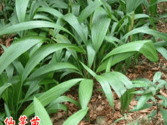 仙茅苗哪里有賣(mài)?_仙茅種子多少錢(qián)一斤培育仙茅圖片圖2