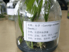 仙茅苗哪里有賣(mài)?_仙茅種子多少錢(qián)一斤培育仙茅圖片圖3