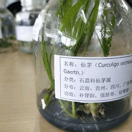 仙茅種植前景_仙茅苗價格仙茅苗